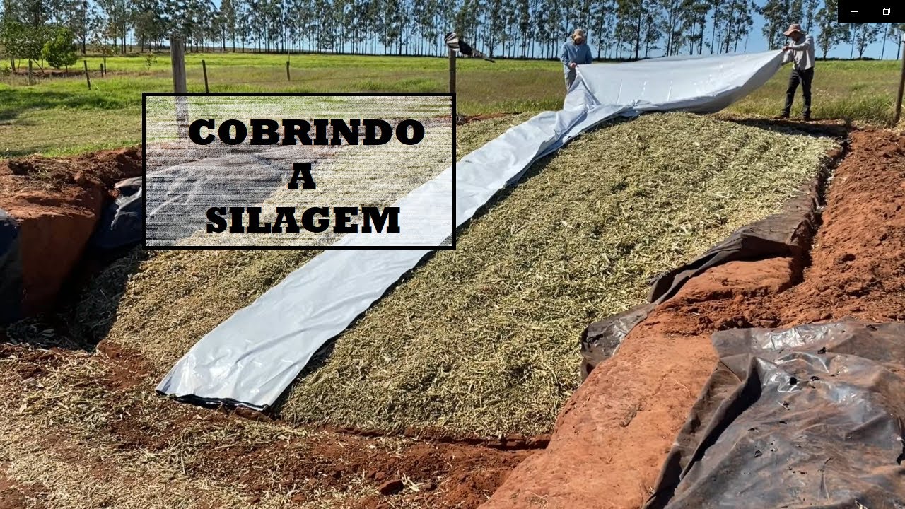 Cobrindo a silagem