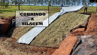 Cobrindo a silagem