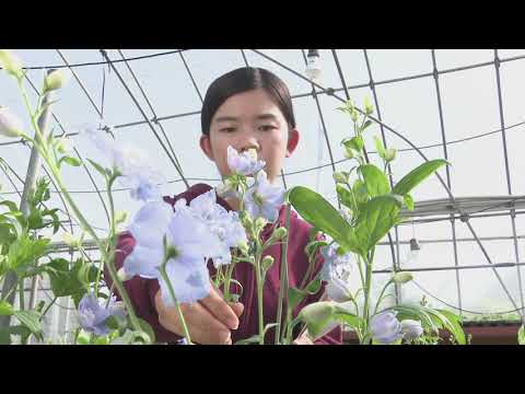 Introduction to “Control of Flowering”