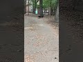 Vultures Are The Dinosaurs