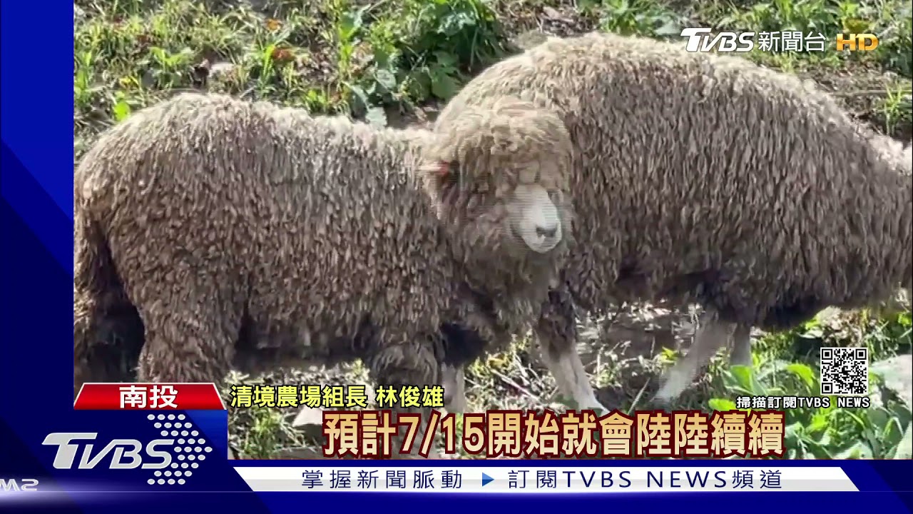 2個月沒表演變這樣? 清境綿羊成「長髮頹廢風」
