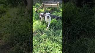 Video preview image #1 American Pit Bull Terrier-Unknown Mix Puppy For Sale in Jackson, MS, USA