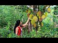 The Amazing Story Of Jackfruit Part1 Poorna The Nature Girl
