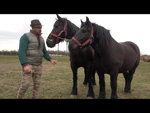 Caii lui Marin de la Cebza, Timis - 2022 Nou!!!