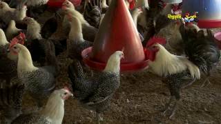 মুরগি খামারে বিপ্লব