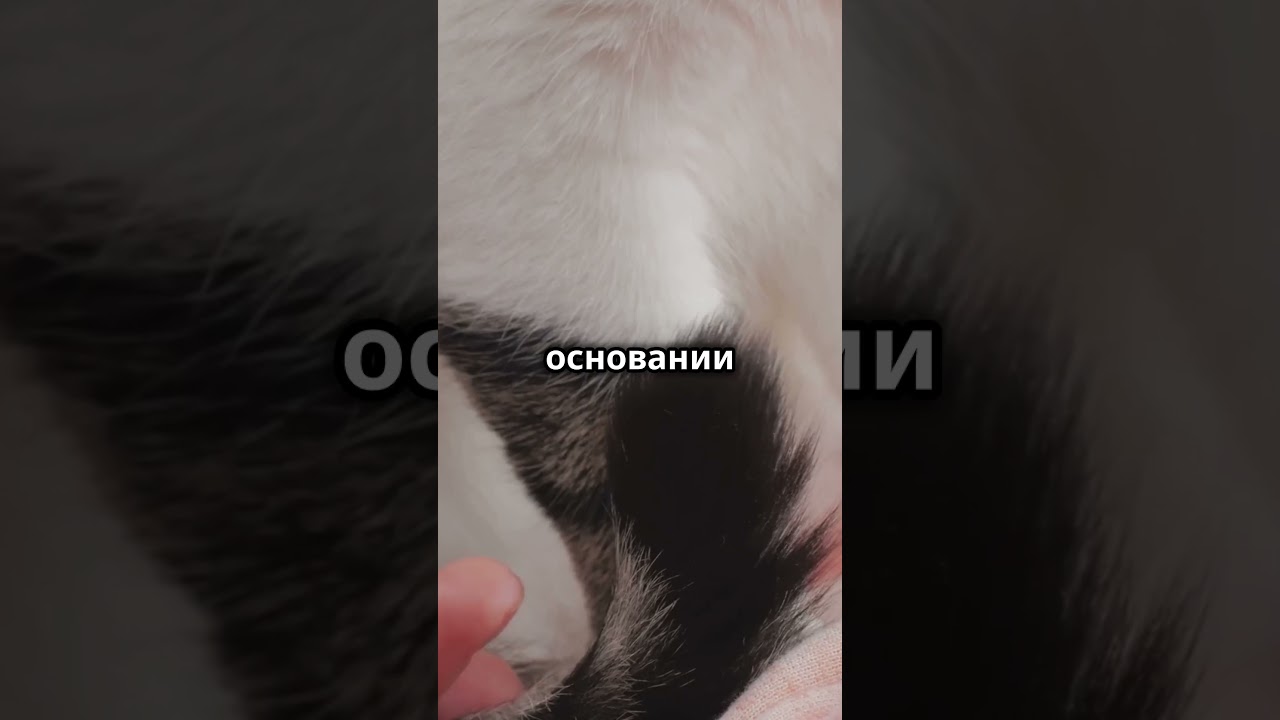 Почему кошки поднимают хвост, когда их гладят? 🙀😻
