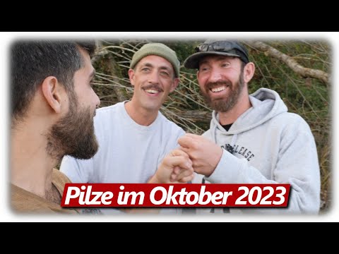Pilze sammeln für Angler | Parasol und Schwefelporling zubereiten