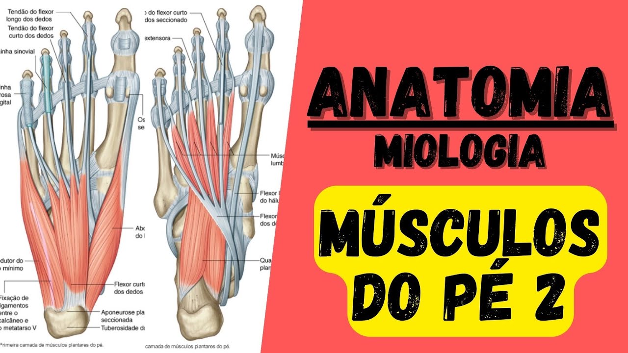 🔴👉 Mús. do PÉ (2) - Miologia 39 do membro inferior - Anatomia