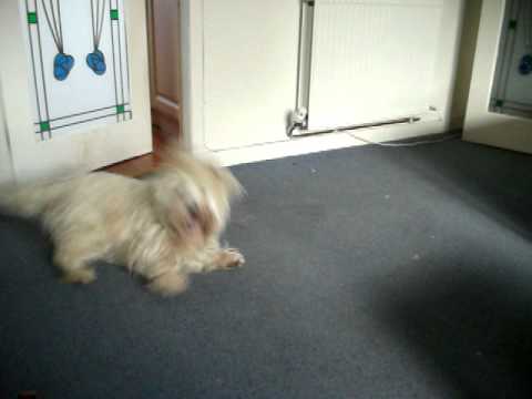 Blizzard playing with a pink Jelly Bean