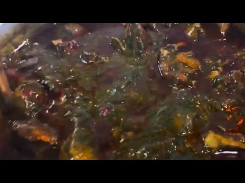 Liberian Palava sauce / So Yummy 😋