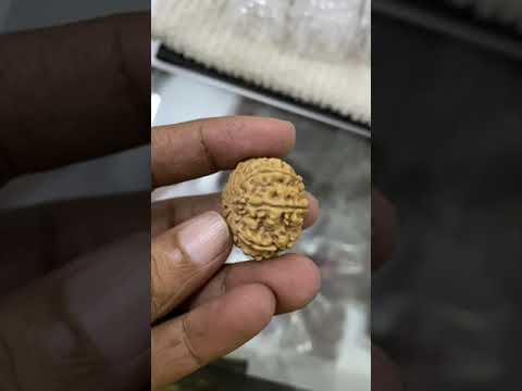 13 Mukhi Rudraksha