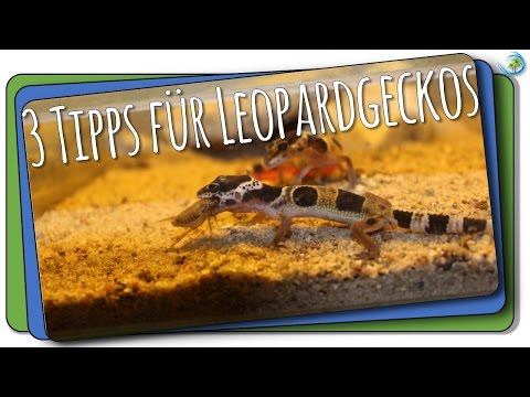 3 Tipps für Leopardgeckos | Tierwissen