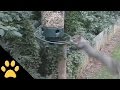 Squirrels Spinning On Bird Feeders Compilation