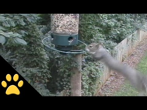 Les écureuils tournent sur les mangeoires : compilation