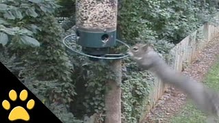 Les écureuils tournent sur les mangeoires : compilation