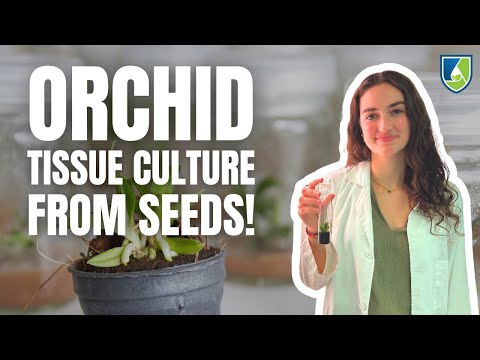 How To Successfully Grow Orchids From Seed Using Tissue Culture Techniques!