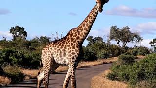 Giraffes MUNCH on Favorite Snack While Crossing the Road Safely🤗💯