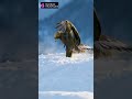 😨😖 DEAD by Falling Tortoise |  Aeschylus #history #shorts