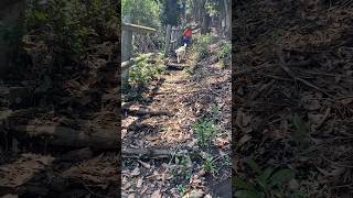 #犬#犬との暮らし #犬とお出かけ #犬動画 #イエローラブ#いぬ #山歩き#犬と過ごす休日#楽しい思い出#かわいい犬 #いぬのきもち #幸せ #dog #懐かしい#doglife #愛しい