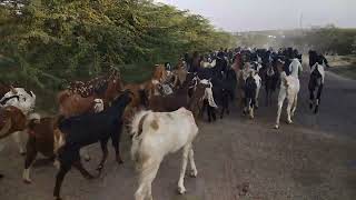 Goats on the road going to house
