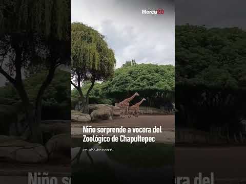 Momento viral en el Zoológico de Chapultepec provoca risas en redes sociales