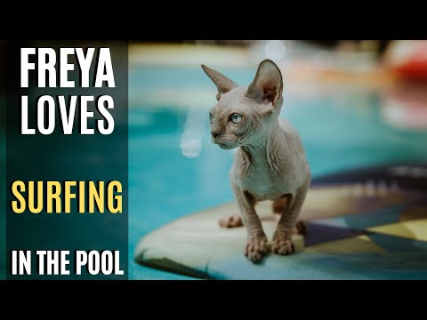 Sphynx Cat Surfing Freya was Amazing