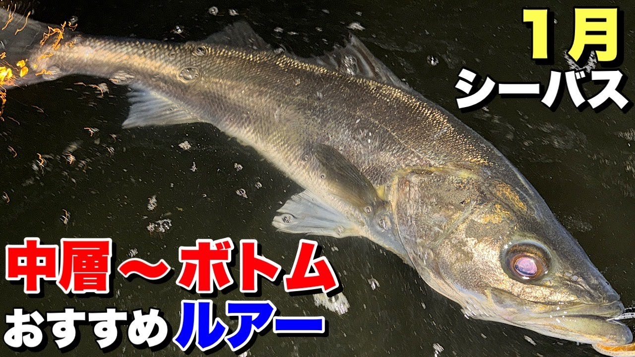 【１月の極寒河川】ソコリ〜上げ潮‼︎低活性シーバスおすすめルアー！