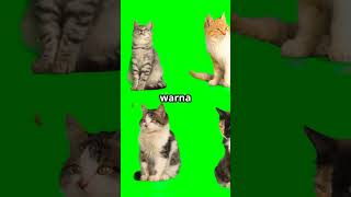 Download lagu fakta unik tentang Kucing bulu pendek amerika #shortvideo #faktaunik #animals #kucing mp3