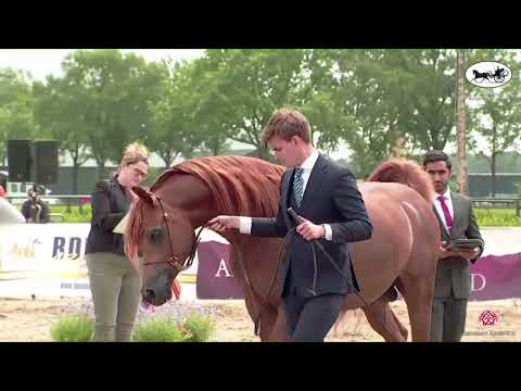 N 55 WORONIN   AH Weekend 2022   European C Show and SE Cup   Stallions 4 6 Years Old Class 13