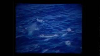 critical mass and wind on the water-crosby,stills and nash.wmv