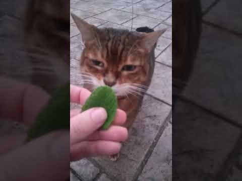 Cat eats mint leaf