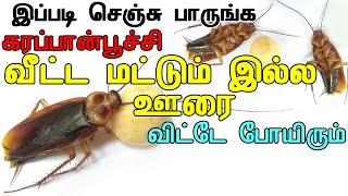 கரப்பான்பூச்சி நீங்க பஞ்சாயத்தில் இருந்து போய்விடும் | Get rid of cockroach From Home in Tamil