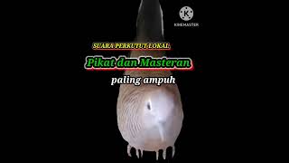 Download lagu #viral suara perkutut lokal PIKAT dan MASTERAN paling ampuh #perkutut #berandayoutube #shorts mp3