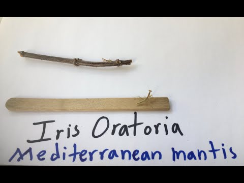 Modlivka stredomorská (Iris oratoria) — terárium, kŕmenie a správanie