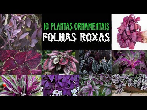 , title : '10 tipos de plantas ornamentais de folhas roxas para embelezar sua casa!'