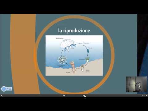 I celenterati - prof. Margherita Rigoni