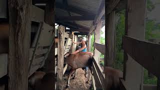 Tirando leitei sozinha #dianaroça #pecuarista #sabiadocampo #vidanaroça