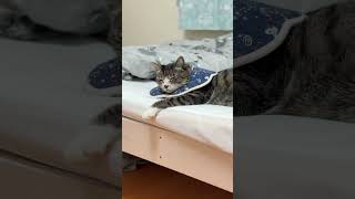 おやすみニャー