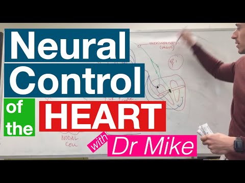 image-How does parasympathetic stimulation affect heart rate?
