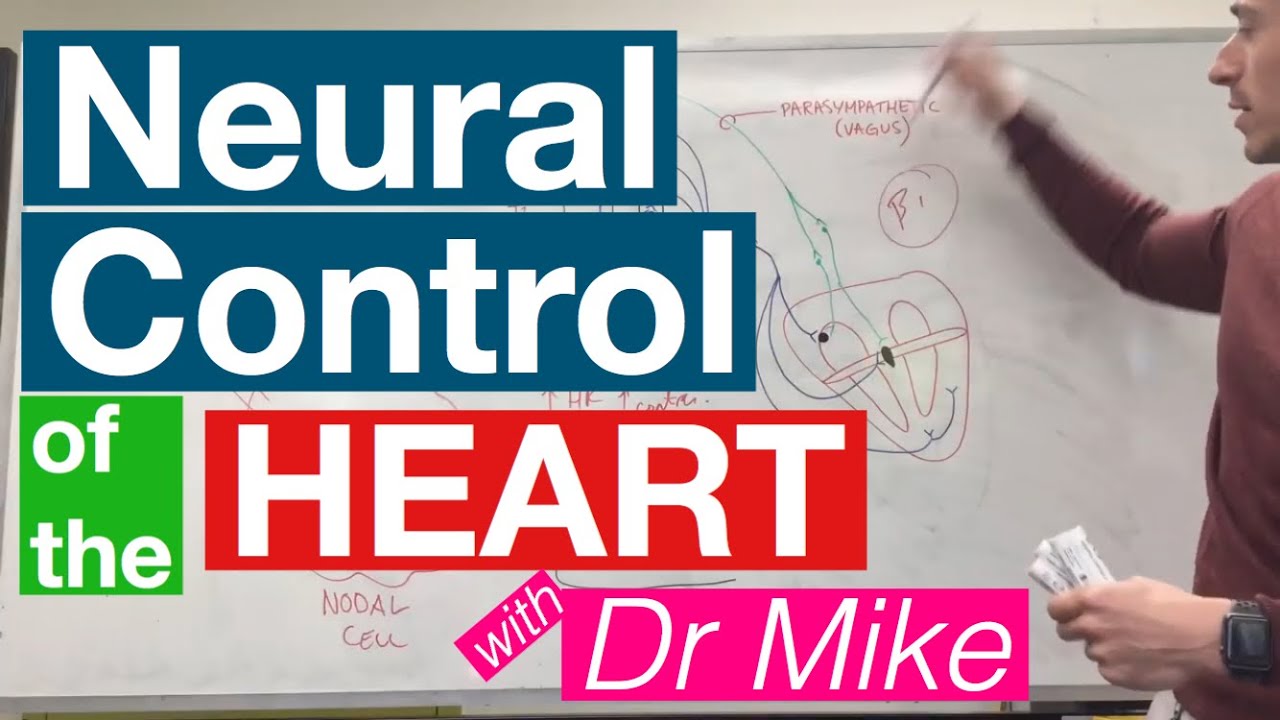 Neural Control of the Heart | Cardiology