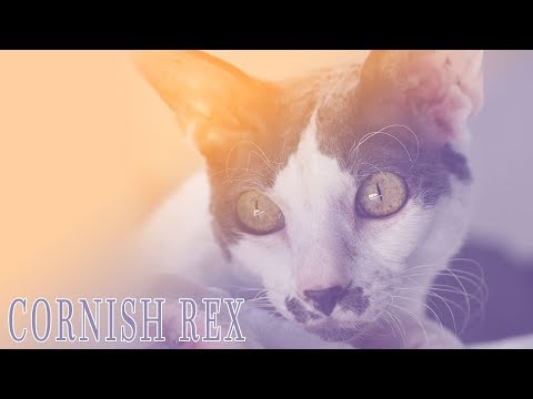 Ideal Companion: Cornish Rex | Cat Breeding Videos