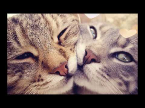 DONIER 13 – Песня о любви