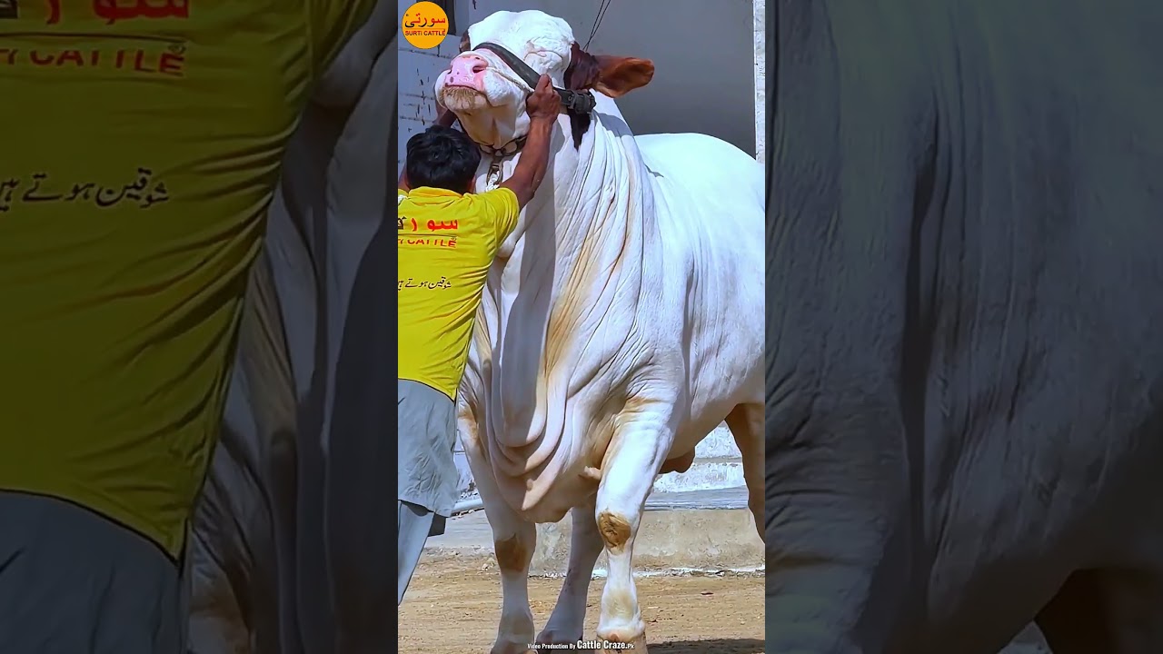 Marjan Surti Cattle Farm