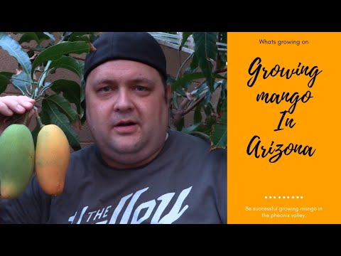 10 Steps to growing Mangos in the Arizona Desert