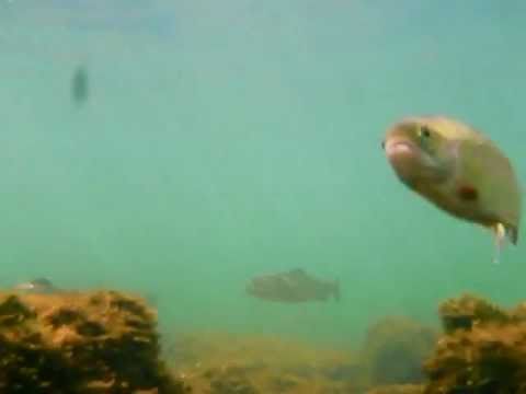 Underwater-Trout Taking a Fly!