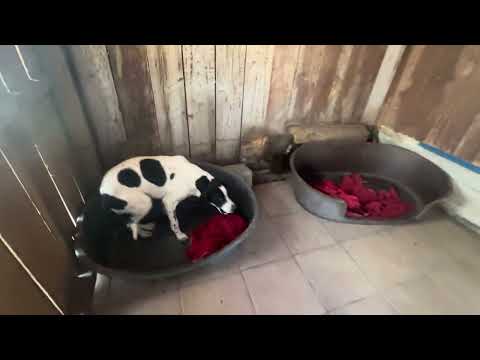 Vídeo de OREO