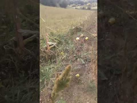 Rad u polju 😉😉😉