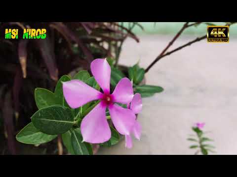 Amazing Flower & Relaxing Sleep Music, Healing Music, Sleep Meditation, Calm Music,Yoga,Study Music,