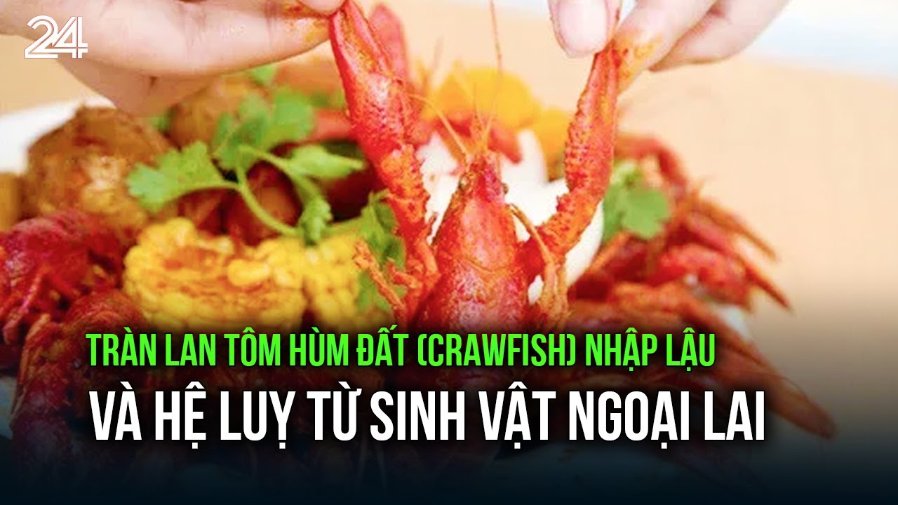 Tràn lan tôm hùm đất (crawfish) nhập lậu và hệ luỵ từ sinh vật ngoại lai | VTV24