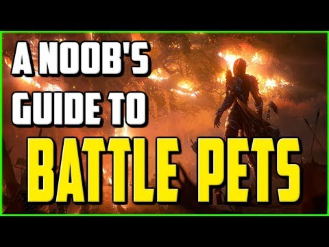A Noob's Guide To Battle Pets